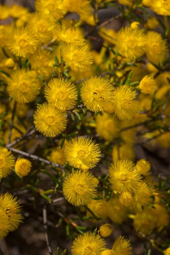 Verticordia chrysantha, photograph 2