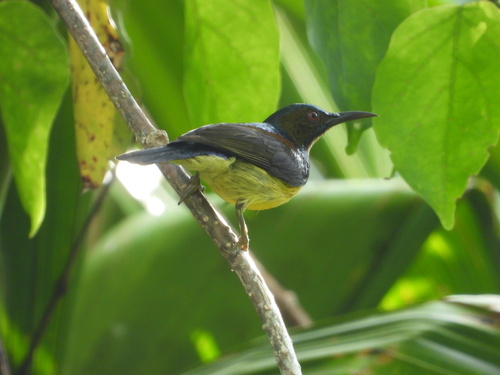 Anthreptes malacensis