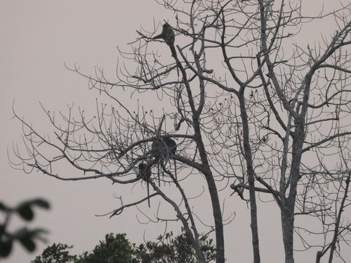 Macaca fascicularis