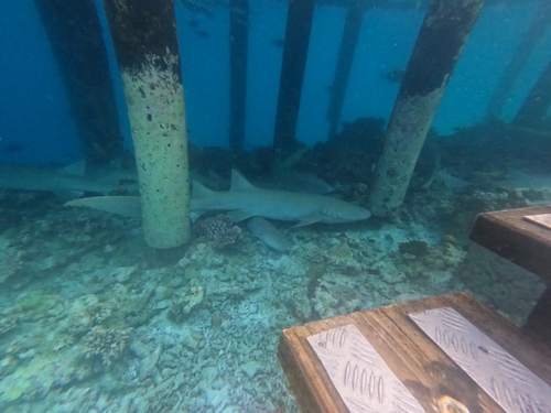 Nebrius ferrugineus