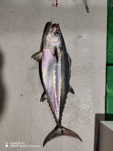Gymnosarda unicolor