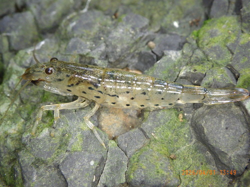 Atyoida pilipes observed 2026-04-01