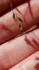 Agrostis hyemalis