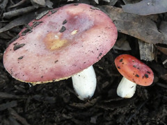 Russula persanguinea