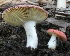 Russula persanguinea