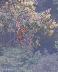Southern White-Cheeked Gibbon photo 2