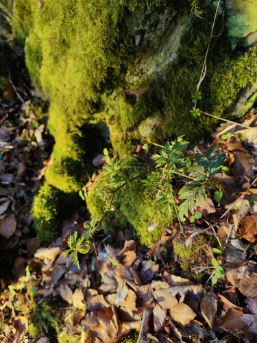 Cutleaf Blackberry (Rubus laciniatus)