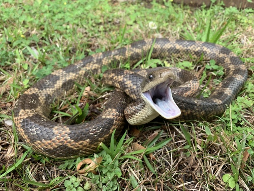 Western Ratsnake, Louisiana, US, photo 8 of 10