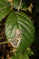 Stigmella aurella