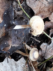 Meottomyces dissimulans