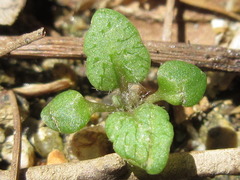 Veronica arvensis