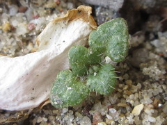 Veronica arvensis