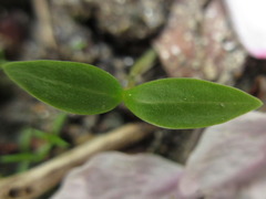 Achyranthes japonica