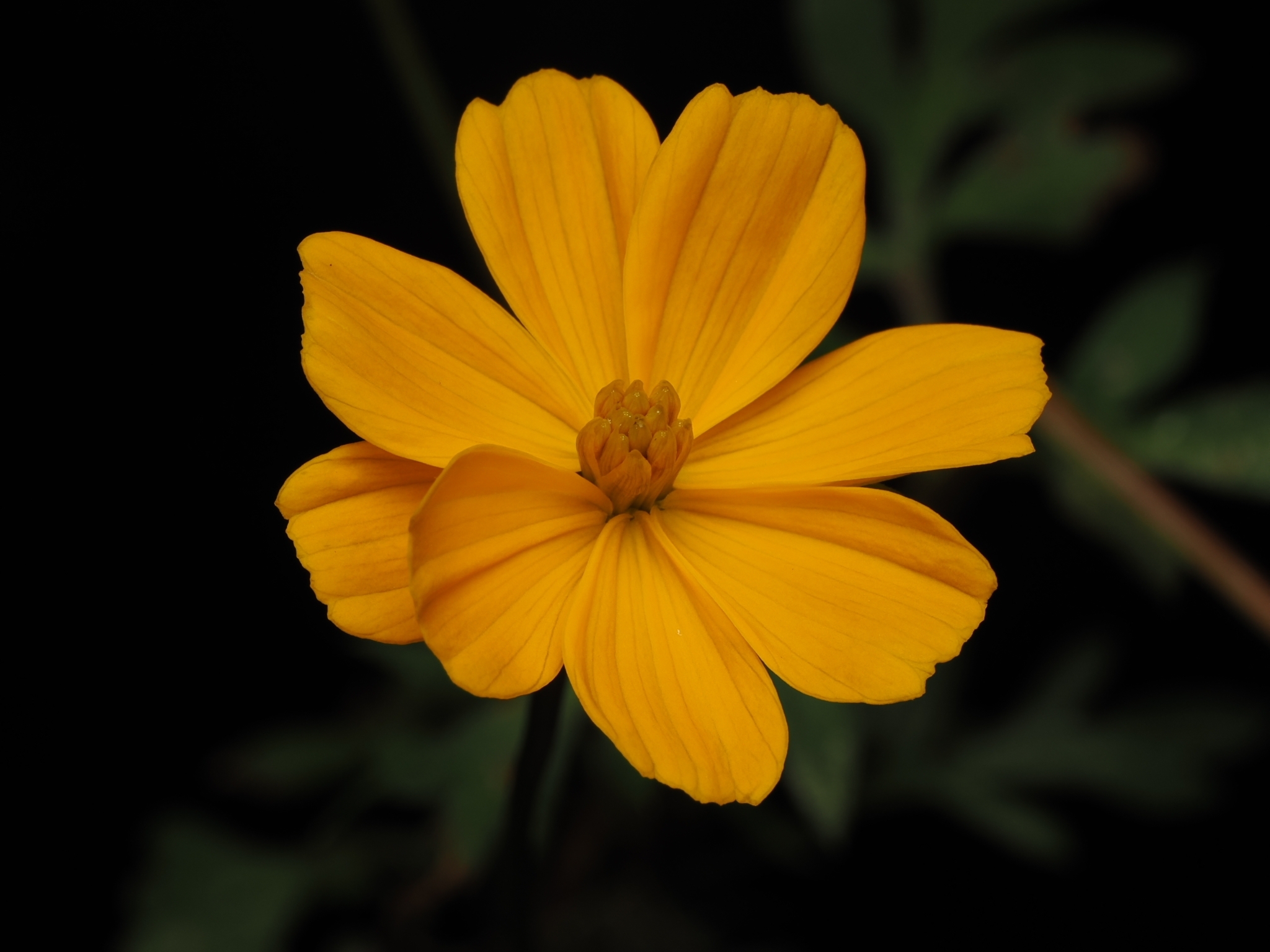 Yellow Cosmos (Cosmos sulphureus)