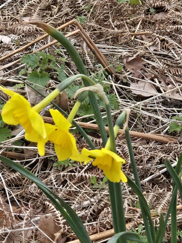 Jonquil (Narcissus jonquilla)