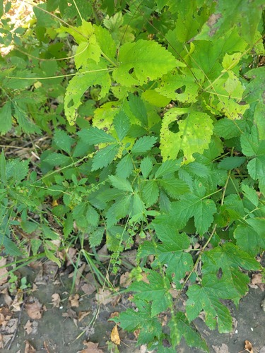 Hairy Agrimony (Agrimonia pilosa)