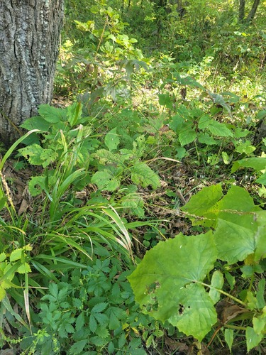 Manchurian beakgrain (Diarrhena mandshurica)