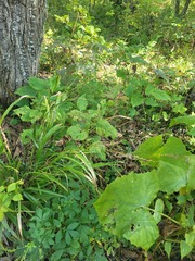 Diarrhena mandshurica, photograph (c) Dmitriy Bochkov, some rights reserved (CC BY)