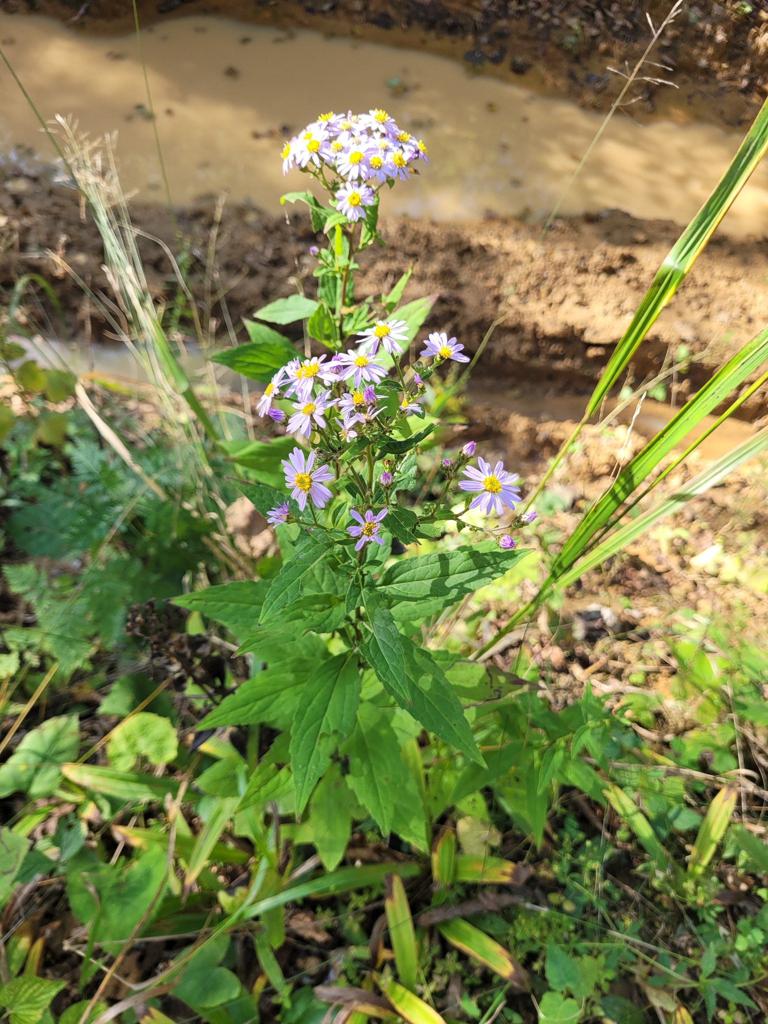 Aster Ageratoides (Aster ageratoides)