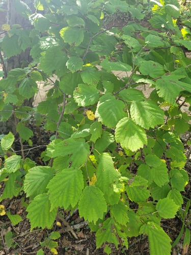Japanese hazel (Corylus sieboldiana)