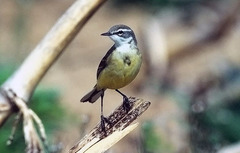 Motacilla flava flava