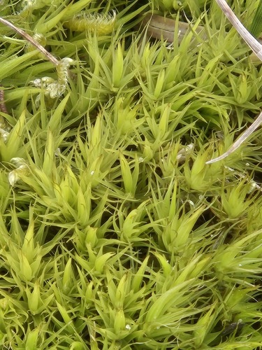 Broom Forkmoss (Dicranum scoparium)