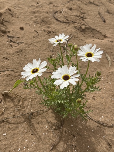 Chrysanthème à carène 2