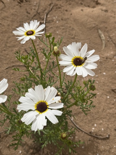 Chrysanthème à carène 3