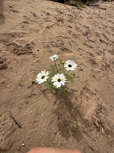 Chrysanthème à carène 4