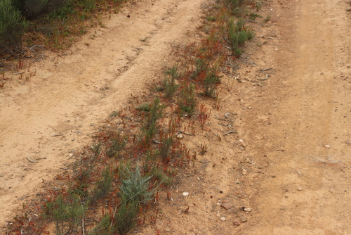 Nieuwoudtville Sorrel (Oxalis massoniana)