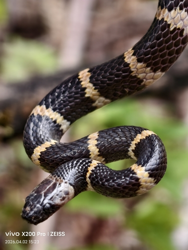 Gongshan Wolf Snake