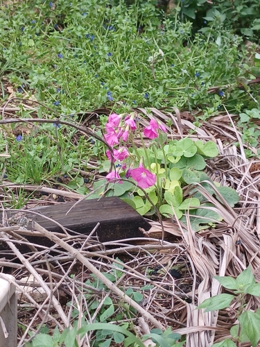 Red-Flower Woodsorrel (Oxalis bowiei)