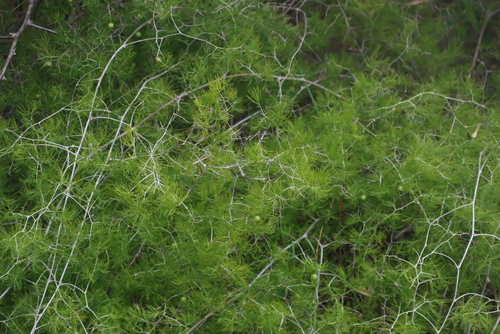 Zigzag Asparagus (Asparagus retrofractus)