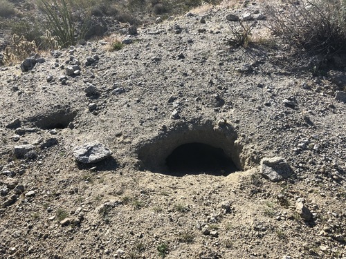 iNaturalist observation photo of Mojave Desert Tortoise