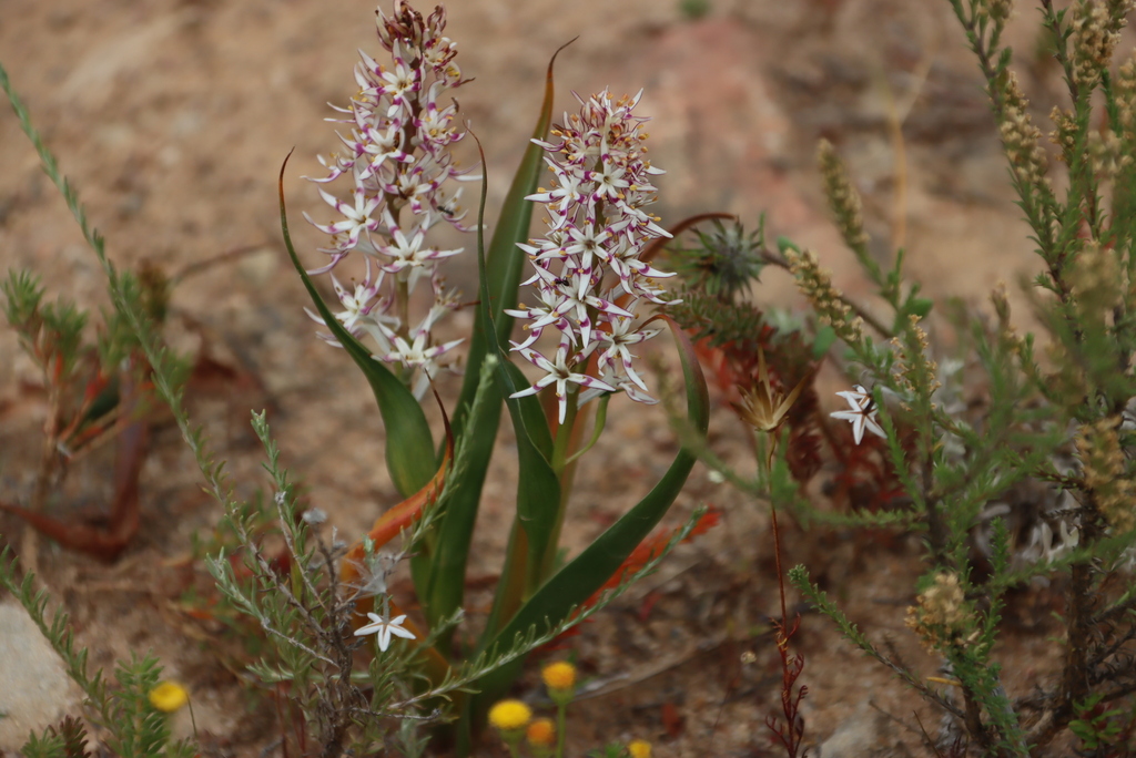 Wurmbea dolichantha (Wurmbea dolichantha)