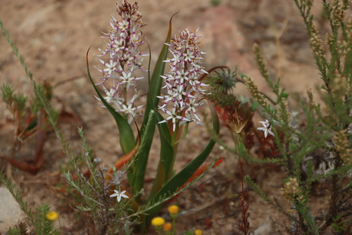 Wurmbea dolichantha (Wurmbea dolichantha)