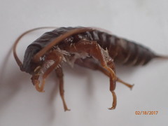 Peltoperlidae