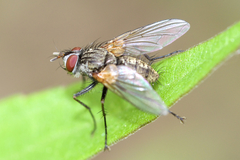 Cryptomeigenia