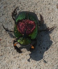 Phanaeus difformis