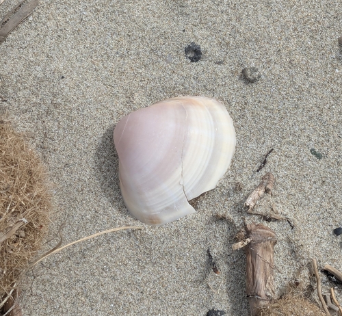 Mactra stultorum