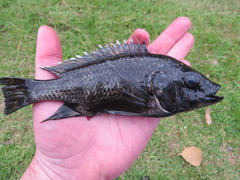 Oreochromis karongae