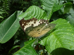 Protogoniomorpha anacardii