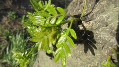 Gleditsia japonica