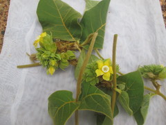 Prestonia tomentosa