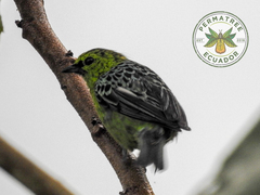 Ixothraupis xanthogastra