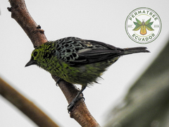 Ixothraupis xanthogastra