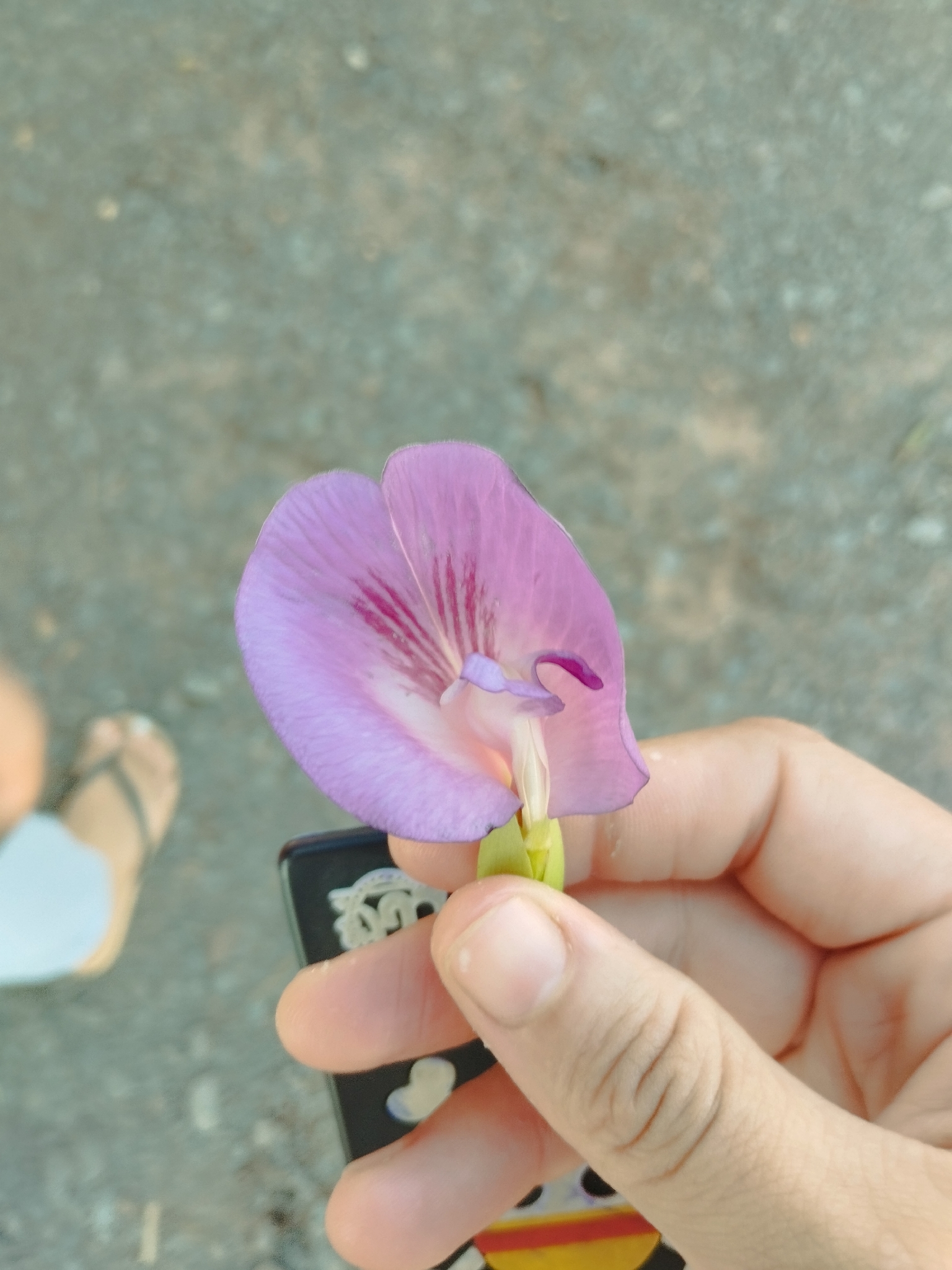 Clitoria fairchildiana