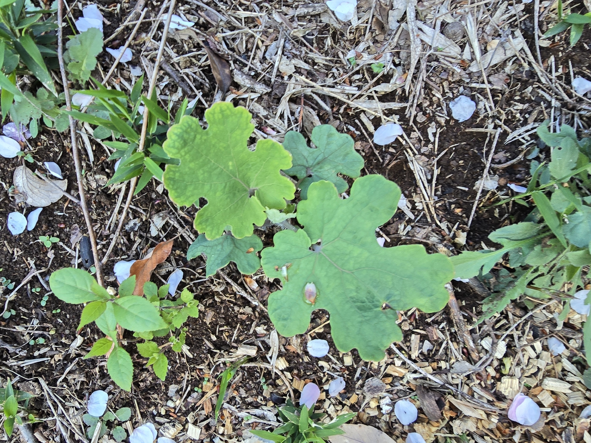 Plume Poppy (Macleaya cordata)