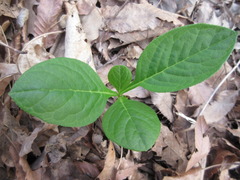 Dictamnus dasycarpus