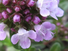 Thymus quinquecostatus